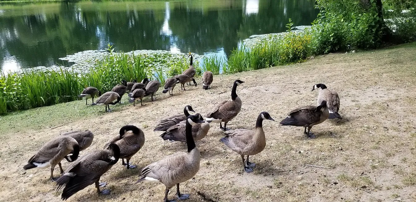 Ducks and geese along the peaceful waterside at Lake Sacajawea Park